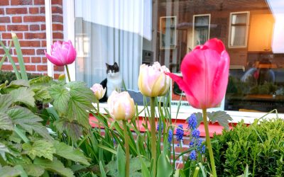 Bollen blijven planten