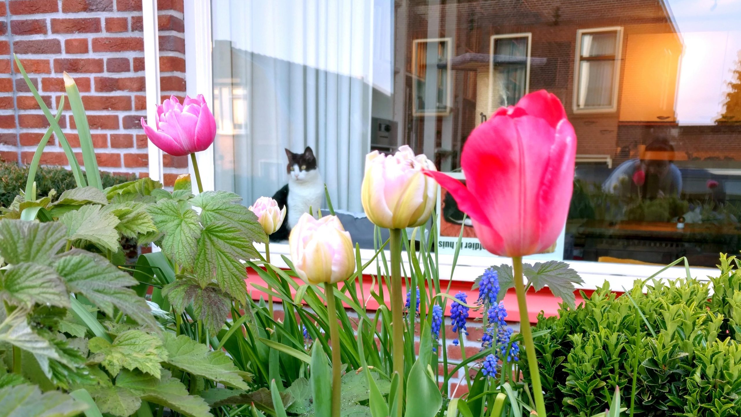 Bollen blijven planten